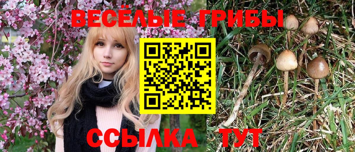 Псилоцибиновые грибы Psilocybe Владимир